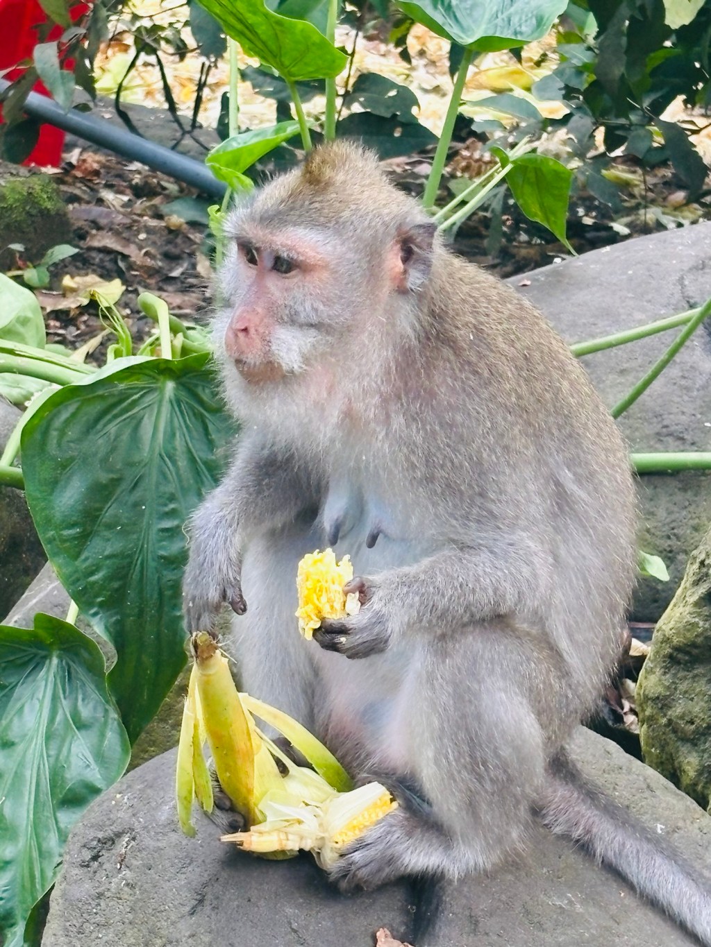 Discovering Ubud: Waterfalls, Coffee Plantation, Rice Terraces & Monkey&nbsp;Forest